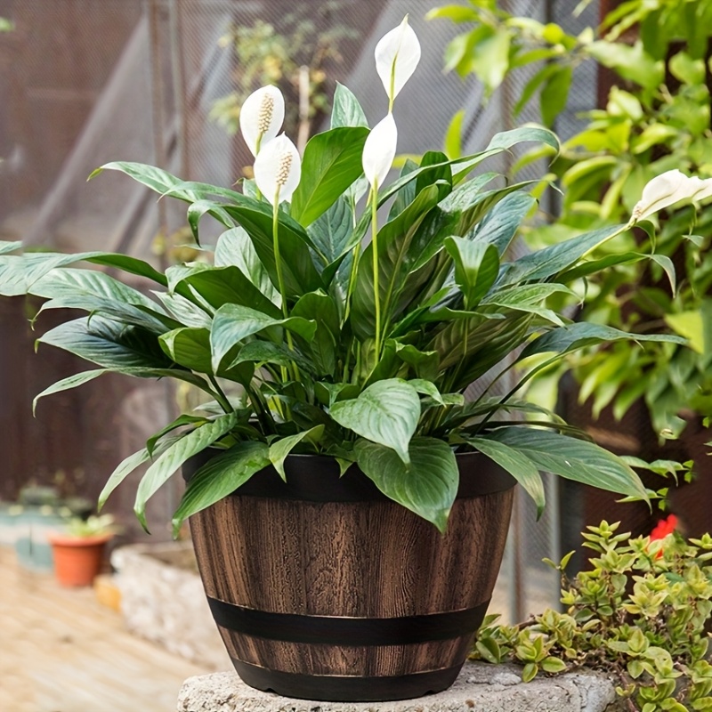 Durable Plastic Round Elegant  - Aloe Vera Pot 评论和价格