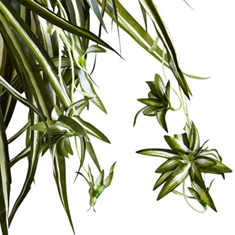 Spider Plant Hanging Basket fo - Spider Plant Hanging 评论和价格