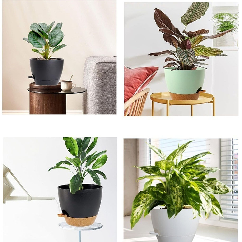 5piece Indoor Flower Pots With - Aloe Vera Pot 评论和价格