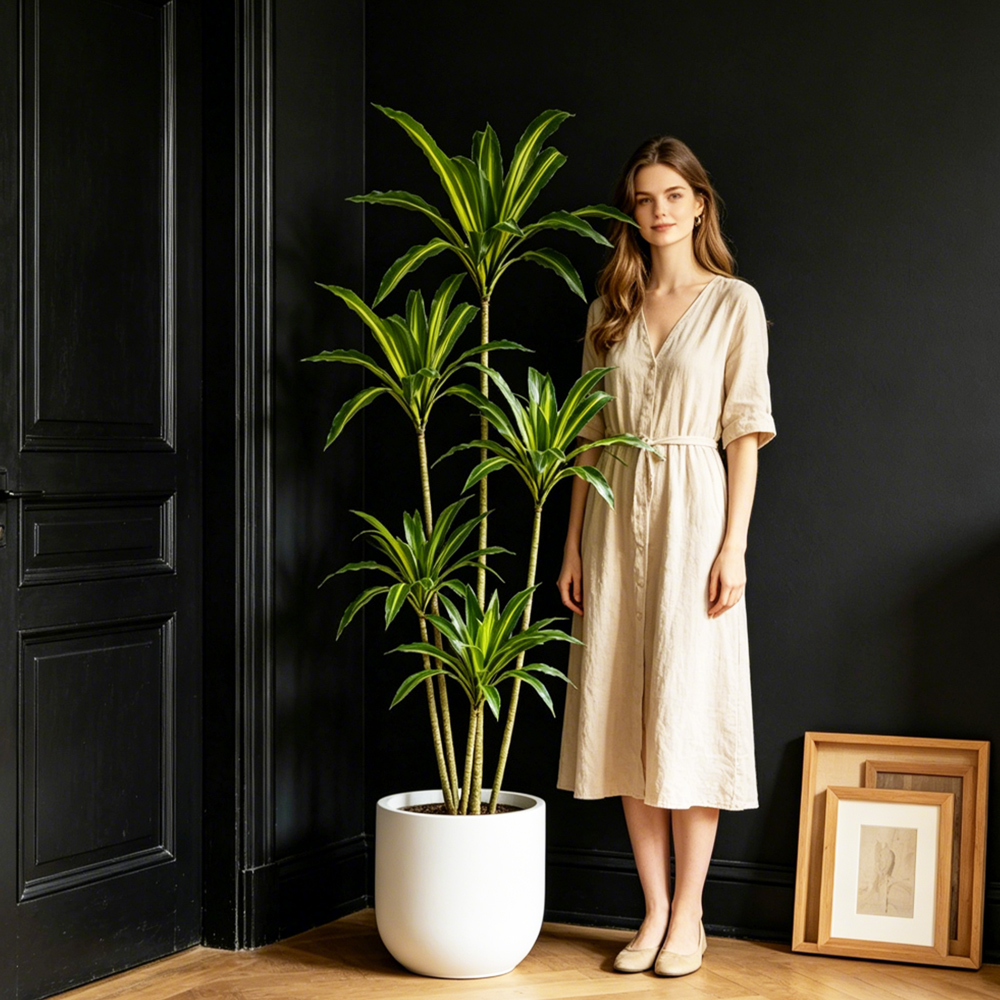80-165cm Large Artifcial Draca - Dracaena Marginata 评论和价格