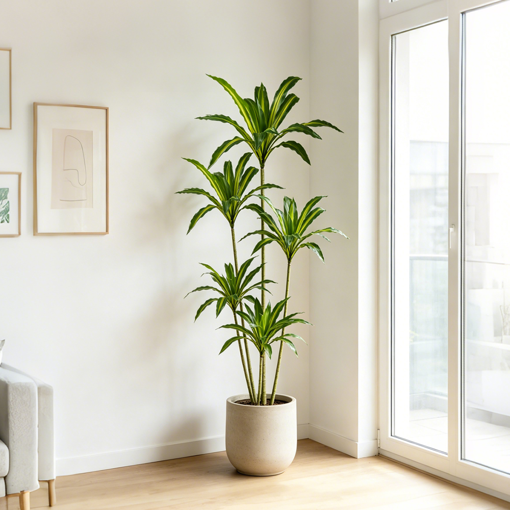 80-165cm Large Artifcial Draca - Dracaena Marginata 评论和价格