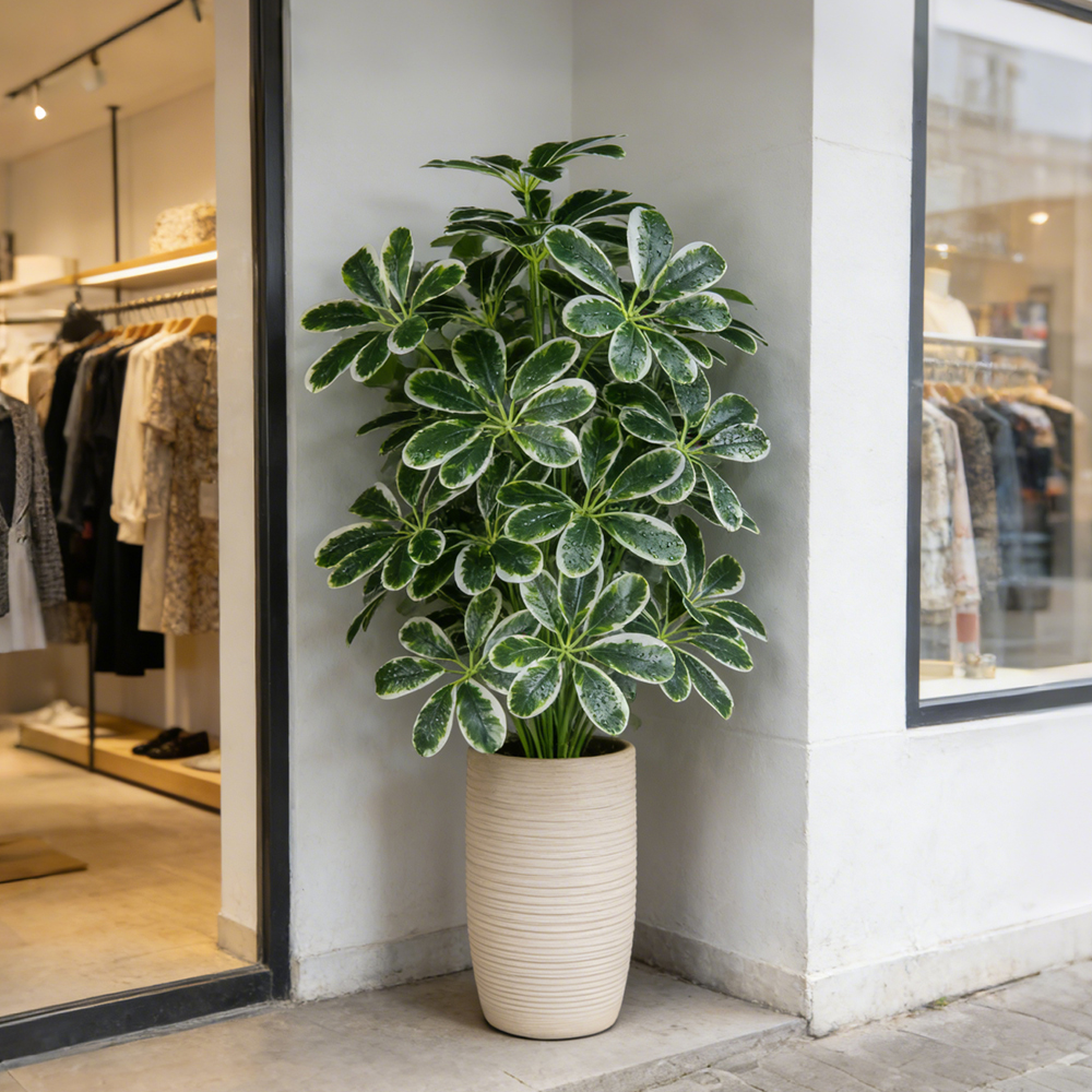 50-75cm Artifficial Maranta Pl - Dracaena Marginata 评论和价格