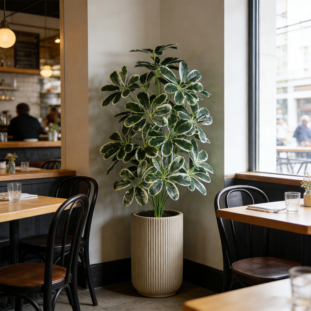 50-75cm Artifficial Maranta Pl - Dracaena Marginata 评论和价格
