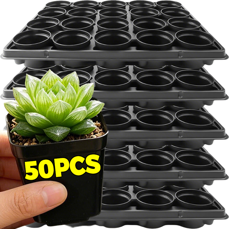10/50Pcs Square Succulent Plas - Echeveria Succulent 评论和价格