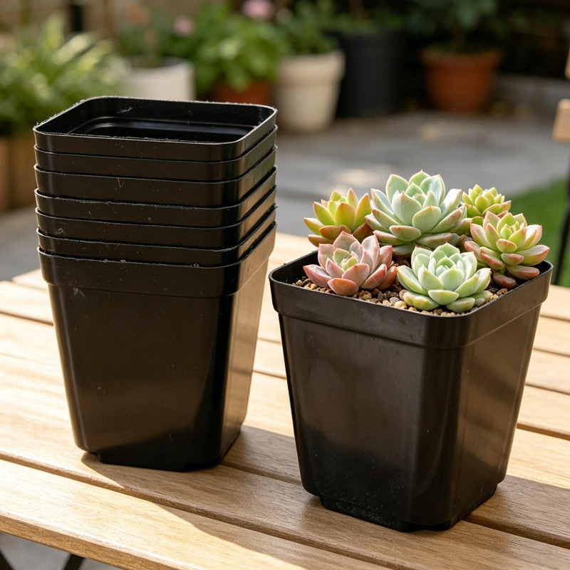 10/50Pcs Square Succulent Plas - Echeveria Succulent 评论和价格