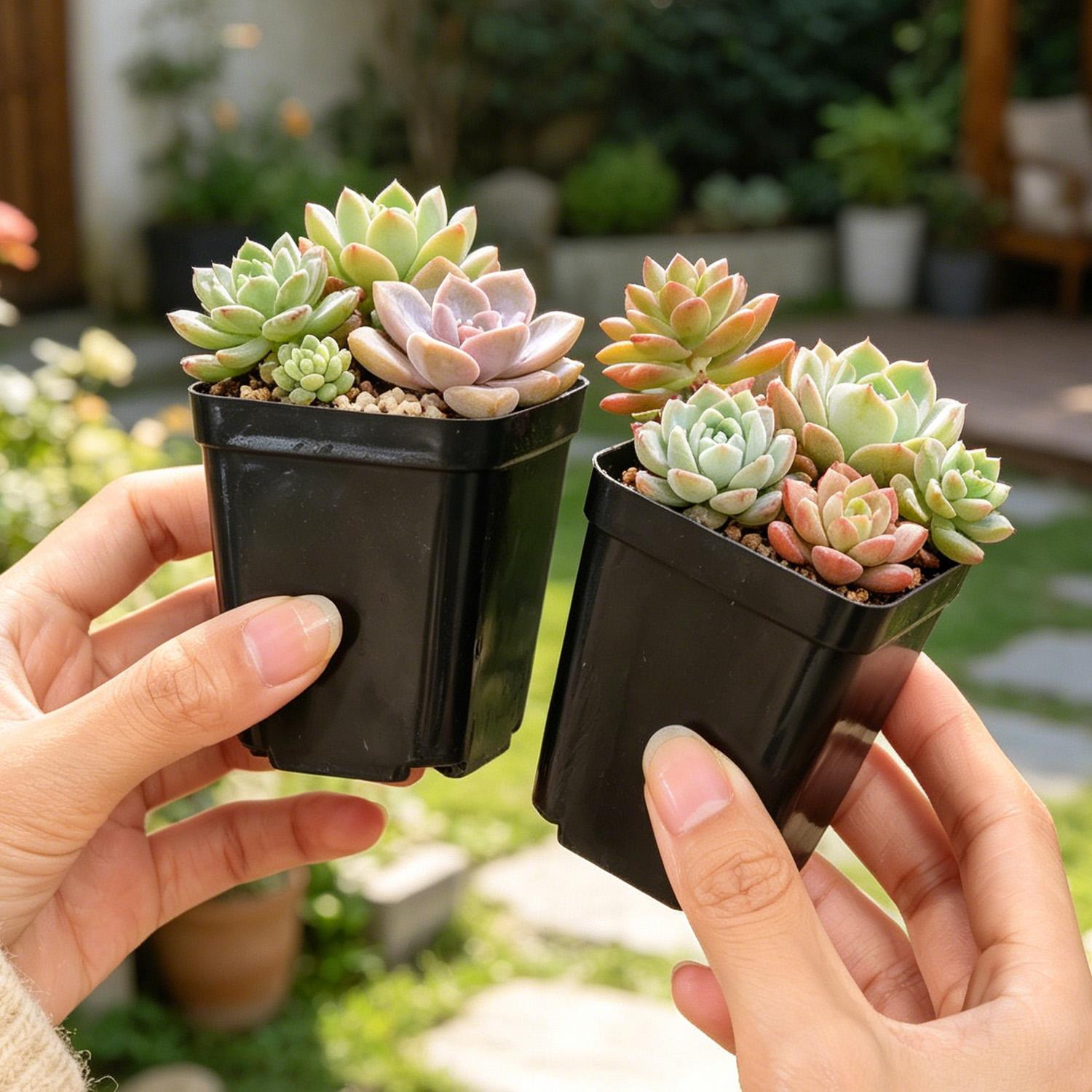 10/50Pcs Square Succulent Plas - Echeveria Succulent 评论和价格