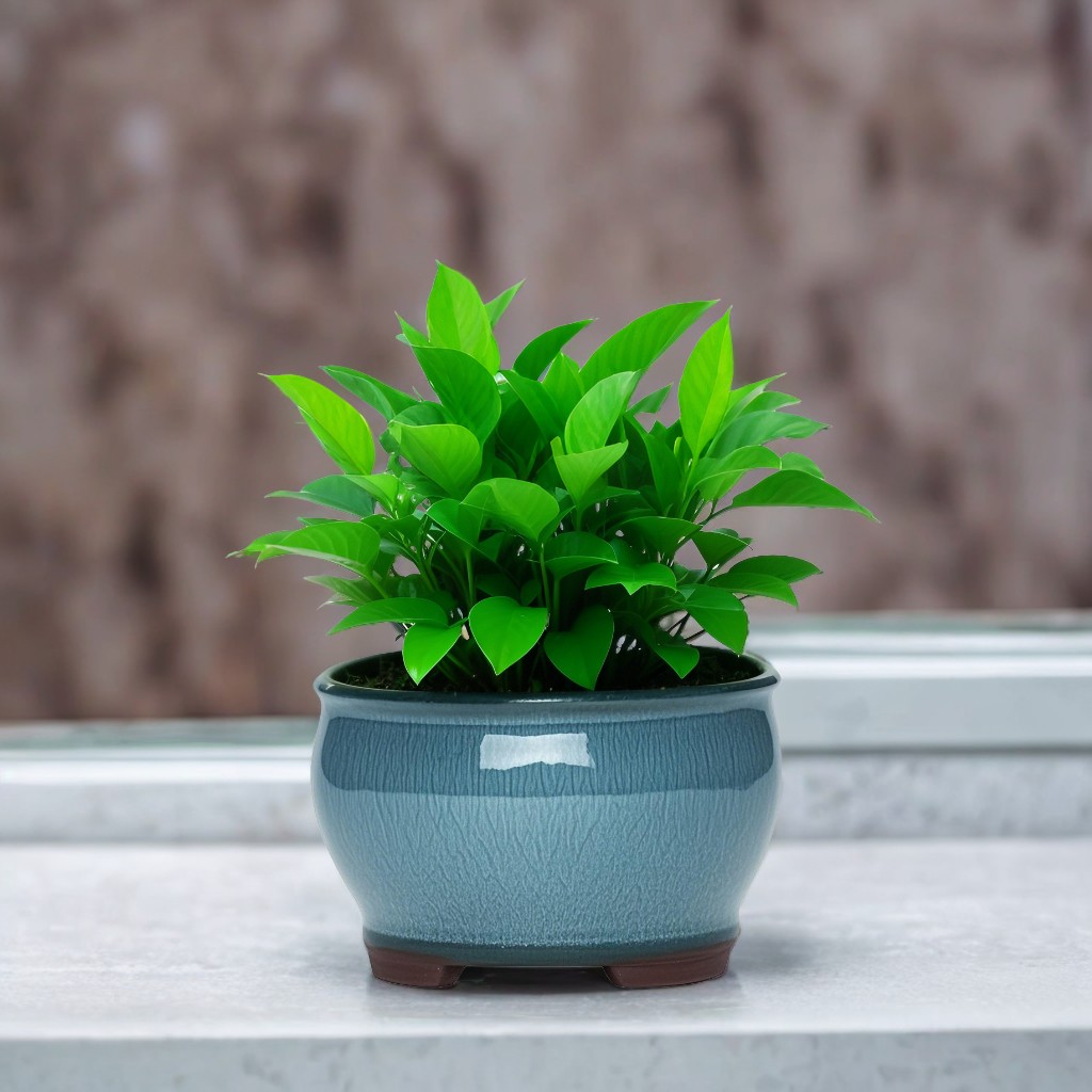 Ceramic Garden Planter Pots Ce - Aloe Vera Pot 评论和价格