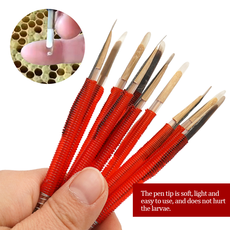 5/10Pcs Beekeeping Grafting To - Begonia Rex 评论和价格