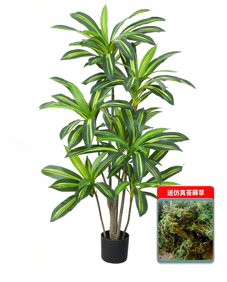 Nordic Wind Large Simulation P - Dracaena Marginata 评论和价格